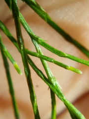 Callitris rhomboidea