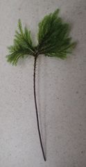 Hypnodendron arcuatum