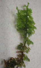 Trichocolea mollissima