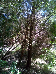 Callitris rhomboidea