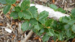 Berberis ilicifolia