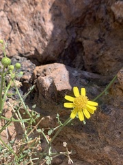 Perityle gilensis gilensis