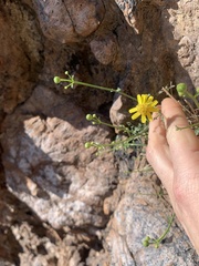 Perityle gilensis gilensis