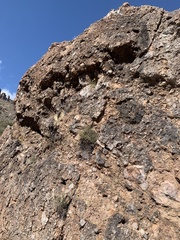 Perityle gilensis gilensis