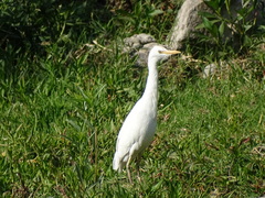 Bubulcus ibis