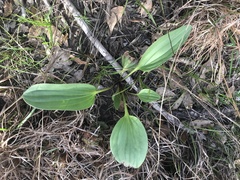 Arnoglossum plantagineum