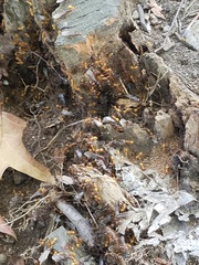 Acanthomyops