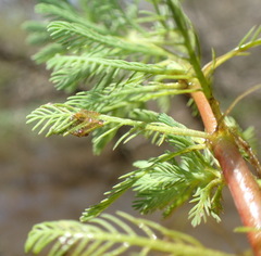 Myriophyllum aquaticum image