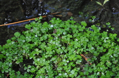 Hydrocotyle tripartita