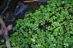 Hydrocotyle tripartita