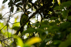 Psilopogon pyrolophus