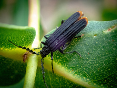 Pseudolycus haemorrhoidalis