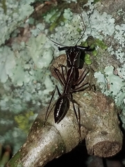 Odontomachus chelifer