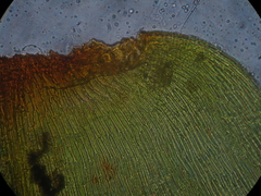 Hypnodendron arcuatum