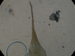 Hypnodendron arcuatum