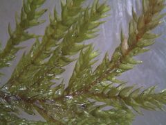 Hypnodendron arcuatum