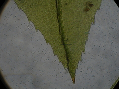 Hypnodendron arcuatum
