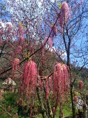 Acer negundo mexicanum