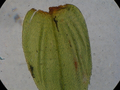 Hypnodendron arcuatum