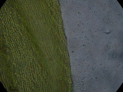 Hypnodendron arcuatum