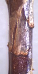 Hypnodendron arcuatum