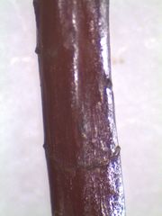 Hypnodendron arcuatum