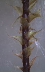 Hypnodendron arcuatum