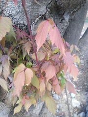 Acer negundo mexicanum