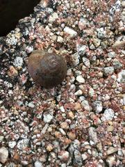 Zachrysia provisoria