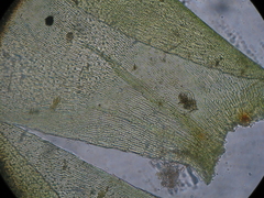 Camptochaete arbuscula
