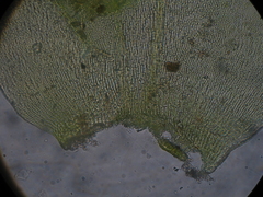 Camptochaete arbuscula