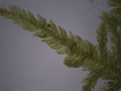 Camptochaete arbuscula