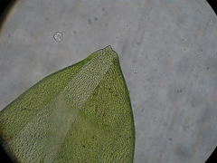 Camptochaete arbuscula