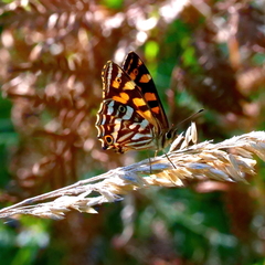 Oreixenica kershawi