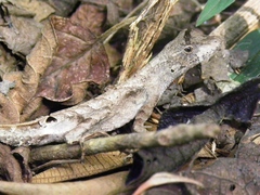 Anolis planiceps