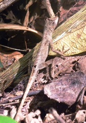 Anolis planiceps
