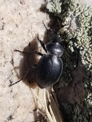 Calosoma luxatum