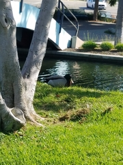 Anas platyrhynchos domesticus