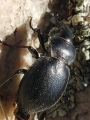 Calosoma luxatum