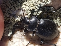 Calosoma luxatum