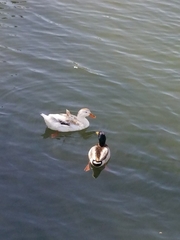 Anas platyrhynchos domesticus