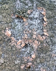 Erythricium aurantiacum