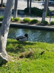 Anas platyrhynchos domesticus