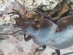 Calosoma luxatum