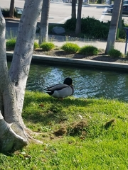 Anas platyrhynchos domesticus