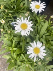 Leucanthemum