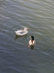 Anas platyrhynchos domesticus