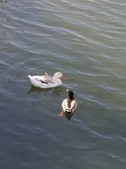 Anas platyrhynchos domesticus