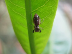 Anicius grisae