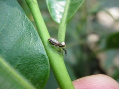 Anicius grisae